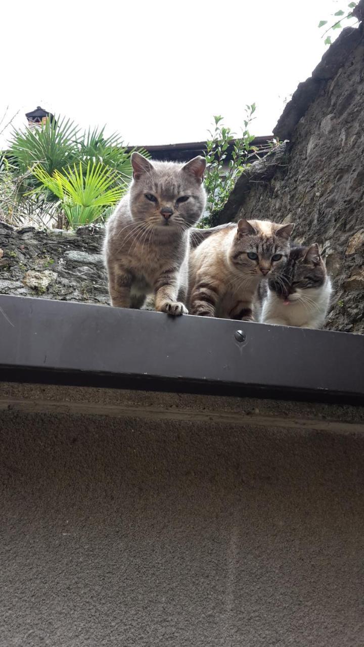 Appartamenti Raineri Domaso Esterno foto
